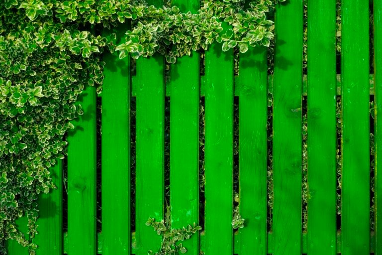 Green painted fence twined with plant with striped leaves
